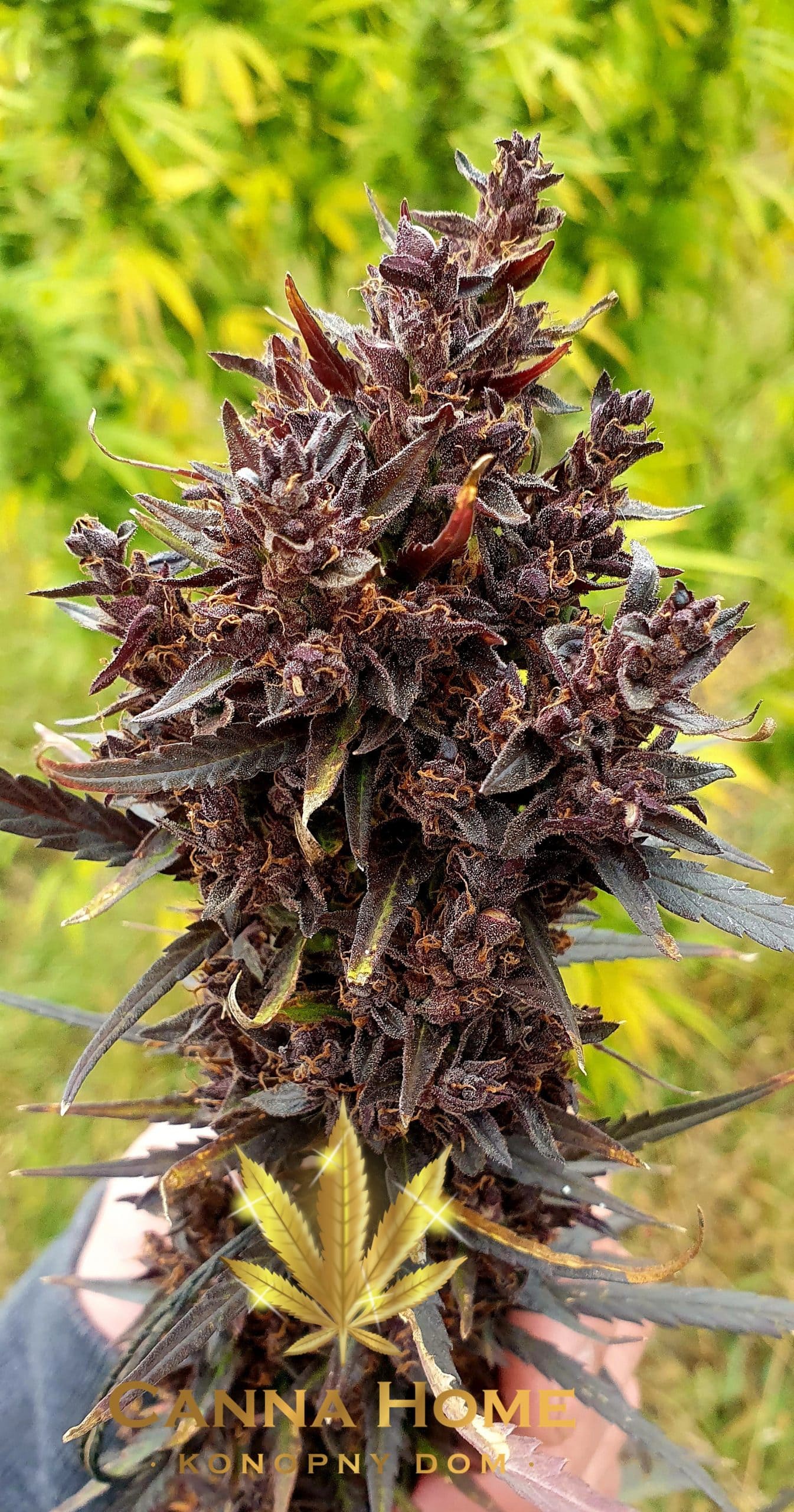 PURPLE 20g świeżo cięte